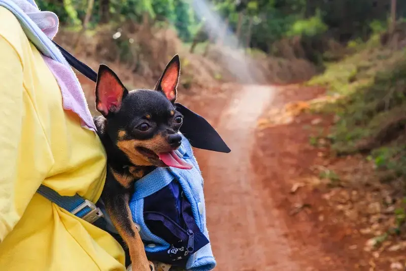 Plan an Adventure for your Pup