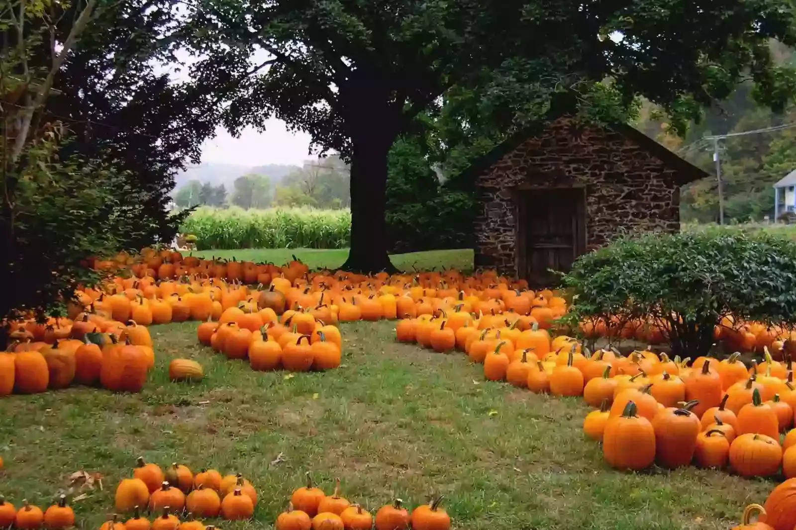 Pumpkin with a natural background