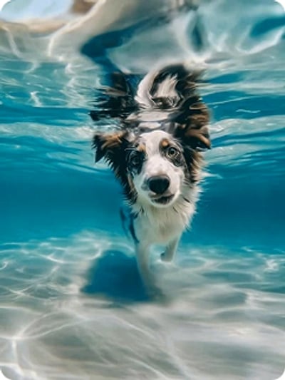 swimming-dog