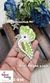Light Mehandi Perched Bird Right Patch