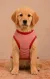 Pawsh Pet Red Stripe Pet Tshirt for Dogs