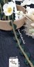 ShimmerEdge Bottle  Green Lace