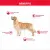 Drools Dog Sausage Real Chicken Treats - 250 GM