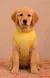 Pawsh Pet Yellow Stripe Pet Tshirt for Dogs