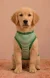 Pawsh Pet Green Stripe Pet Tshirt for Dogs