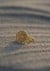 Sunshine Bloom Ring