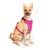 Ezra Comfort Harness for Dogs, Violet (Medium)
