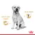 Royal Canin Chunks In Gravy Labrador Retriever Adult Wet Dog Food - 140g