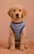 Pawsh Pet Blue Stripe Pet Tshirt for Dogs