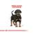 Royal Canin Rottweiler Puppy Dry Dog Food