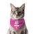 PawsIndia Cat Bandana - Cute From All Angles
