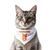PawsIndia Cat Bandana - Handsome