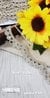 Pearl Glow Scalloped Lace