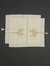 Ivory Cochin Cotton Placemat (Set Of 2)