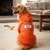 Ezra Quote Hoodie Cotton Comfort for Dogs, Orange