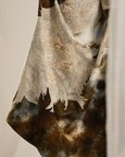 Brown Wash Tuck Dress