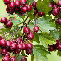 Hawthorn Berry: Impressive Health Benefits Of This Tiny Berry With Easy Recipe