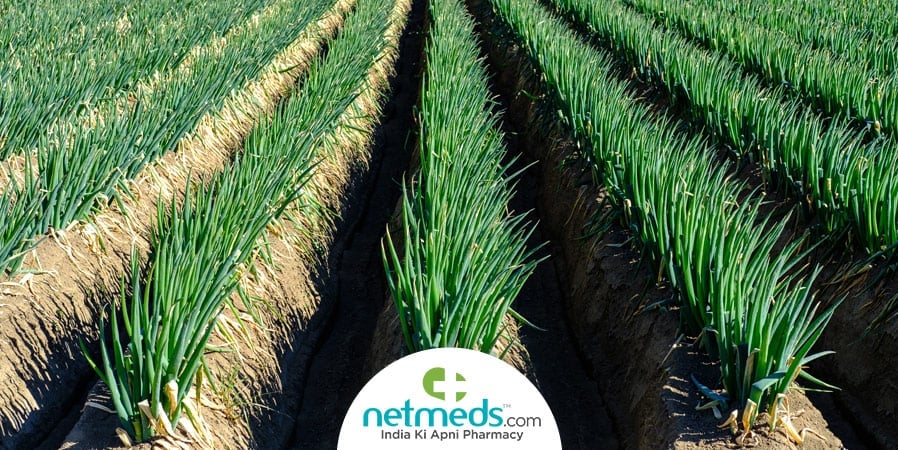 Spring Onion Plant