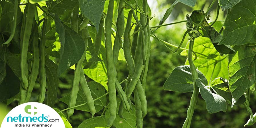 French beans plant
