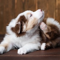 Ticks Troubling Your Pet? Try These Simple Home-Made Tick Repellents To Ward Them Off Permanently