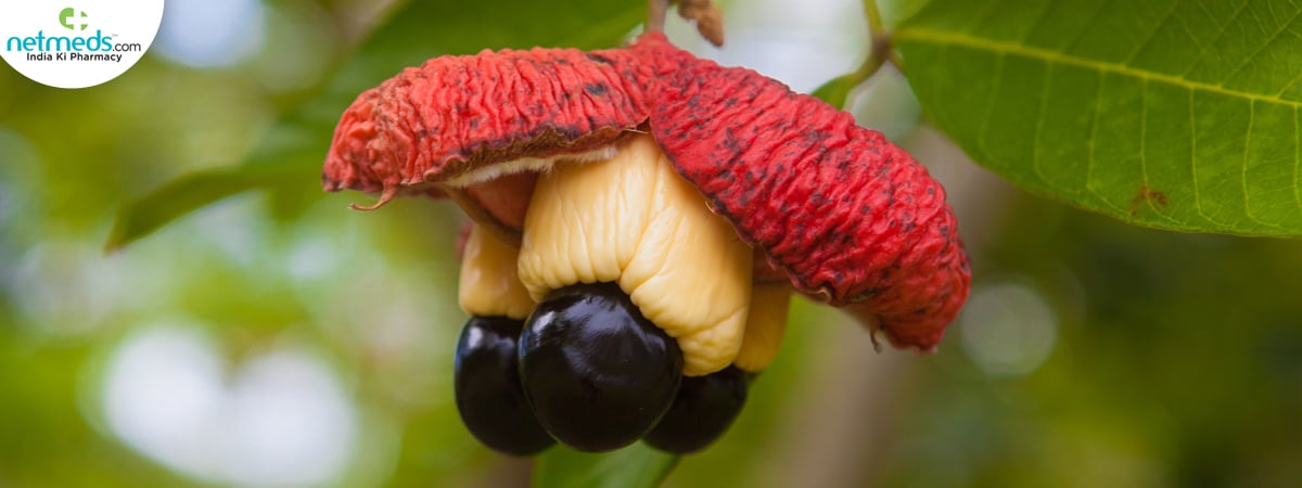 Ackee tree