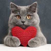 Cat Overgrooming: Causes, Symptoms, And How To Stop Fur Pulling In Cats