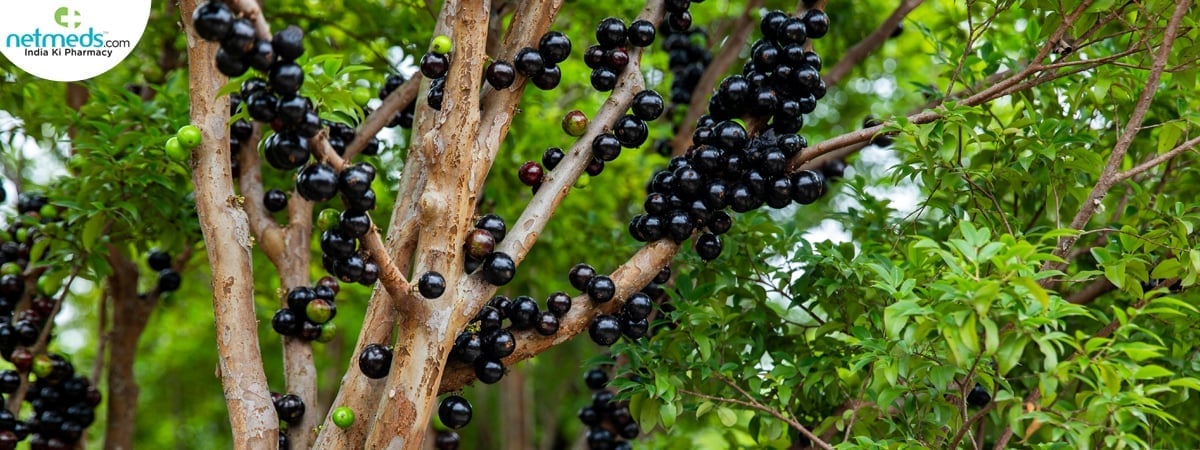 jaboticaba