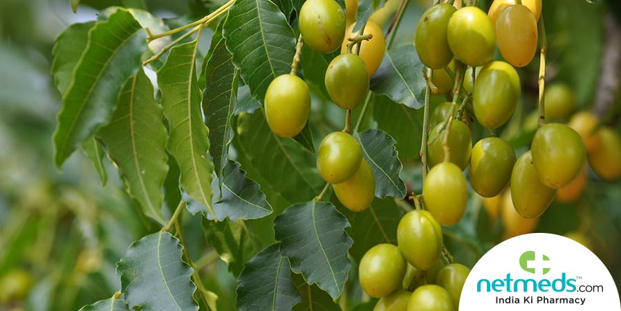 neem tree