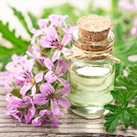 Geranium Essential Oil: A Highly Underrated Natural Infusion For Smooth Skin And Mental Health
