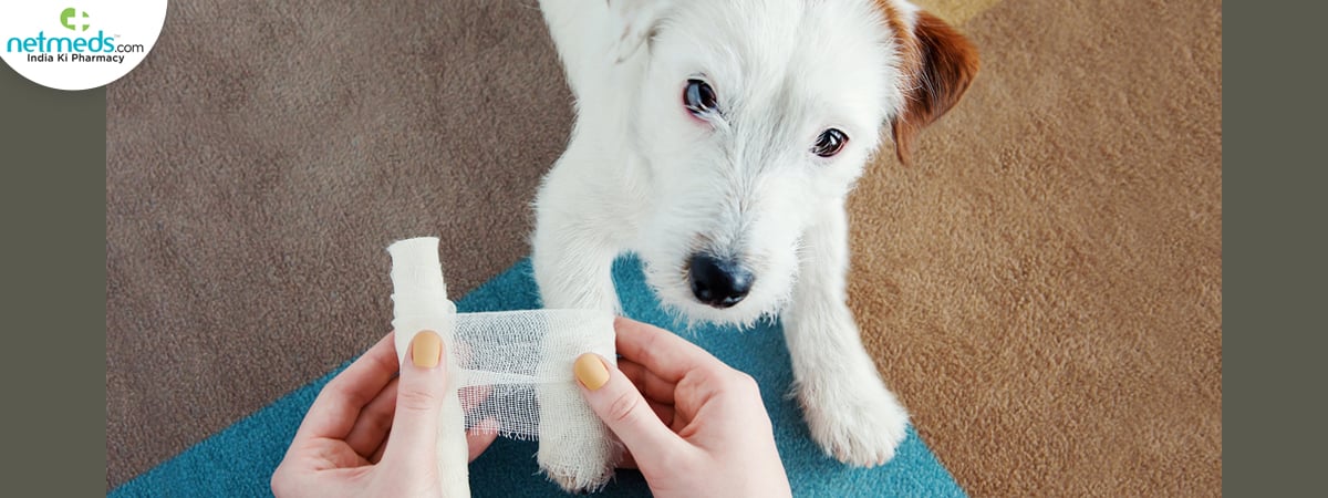 pet care