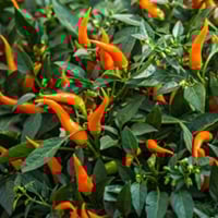 Cayenne Pepper: Health Benefits, Uses, And Recipe Of This Bright Red Pepper