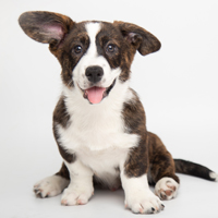 Canine Diabetes: Types And How To Manage This Disease In A Four Legged