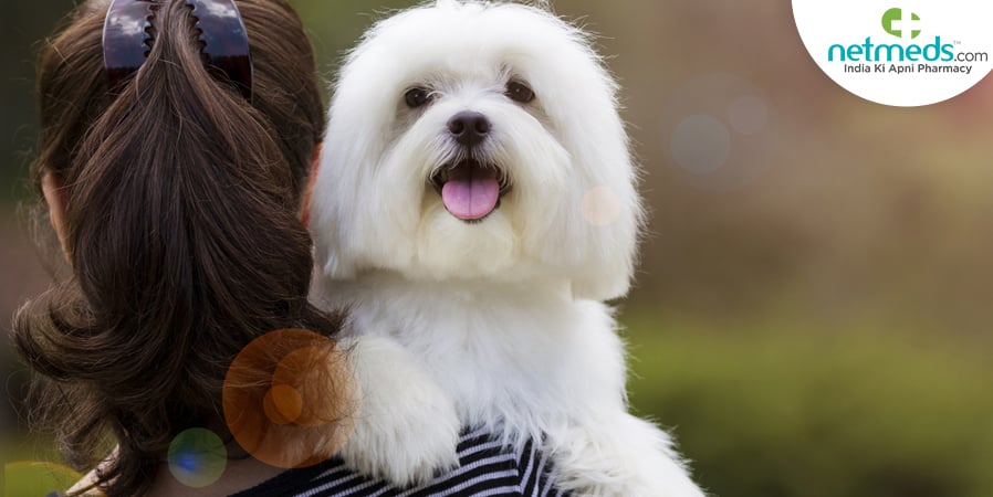 pet care