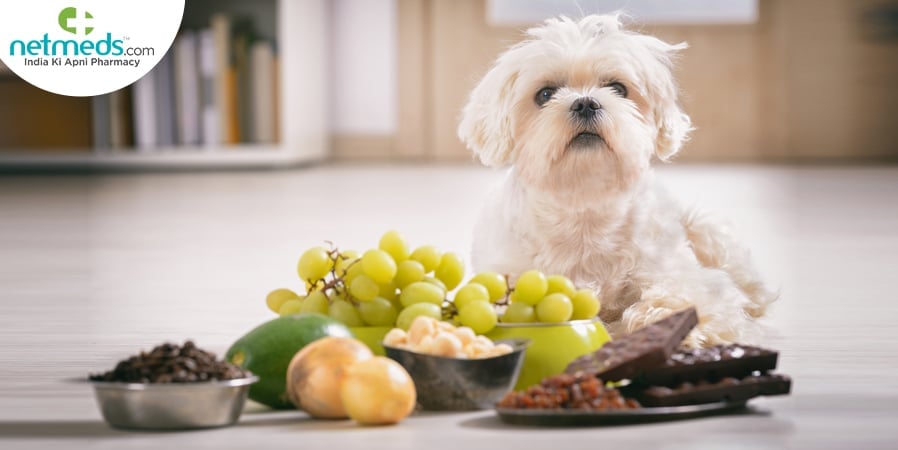 Vegetarian Food For Dog