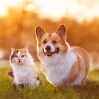 Pet Challenges: 5 Everyday Problems Every Pet Owner Comes Across. Tips To Solve