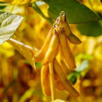 Soybean: Types Of This High Protein Food. Delicious Naga Delicacy Made From Nutritious Soya Variety 