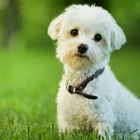 Molasses in Dog Food: What Is It, Uses, Benefits, and Side Effects In Pet Diet