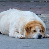 Canine Obesity: Dangers Of Overweight In Dogs. Learn How To Handle