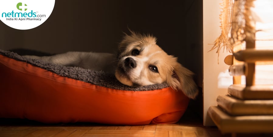 Pets in AC room