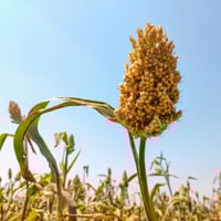 Jowar: Nutrition, Health Benefits, Ayurvedic Uses, Uses For Skin, Weight Loss And Recipes