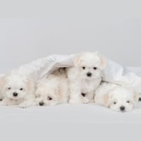 Hypoallergenic Pets: What Is It? Myths About Dogs Having Allergies And Ways To Combat  Them