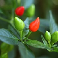 Tabasco Pepper: Nutrition, Health Benefits, Uses And Recipe From This Brightly Vegetable