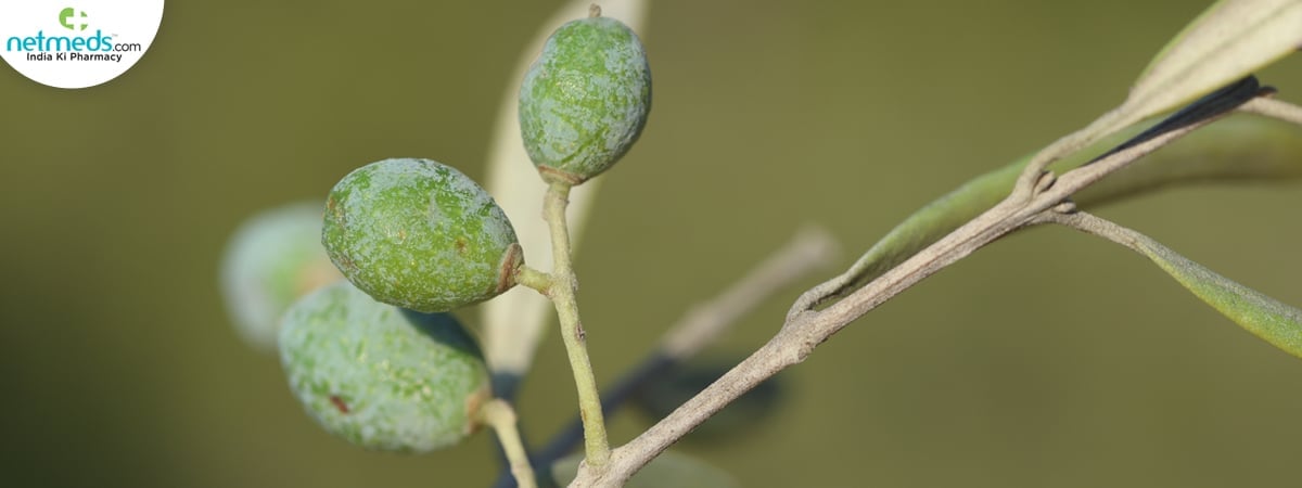 Wild Olive plant