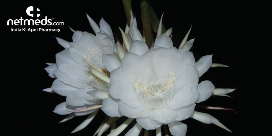 Nishagandhi