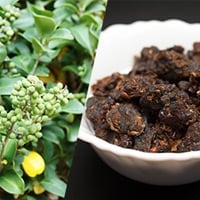 Guggul/ Commiphora wightii: Uses, Health Benefits, Effect On Doshas, Side Effects And Precautions