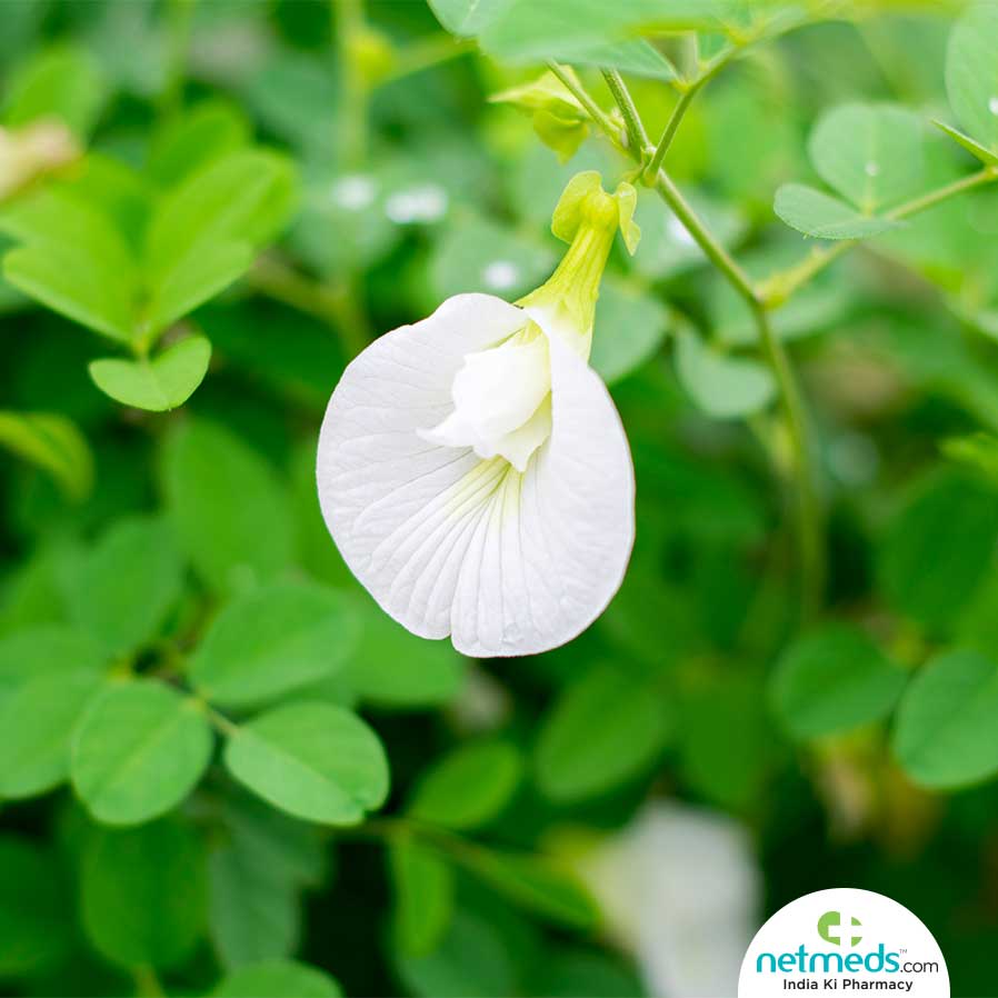 shankhpushpi flower