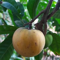 Egg Fruit: Health Benefits, Culinary Uses And Recipe Of This Exotic Fruit