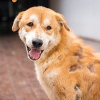 Mange Disease in Dogs: Understanding Causes, Symptoms, Prevention, and Treatment
