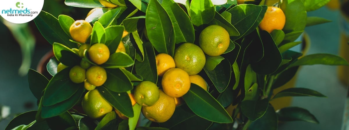 Calamansi plant