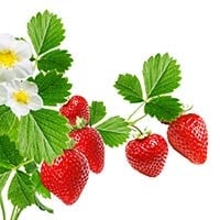 Strawberries: Nutrition, Health Benefits, For Skin, Recipes and Side Effects